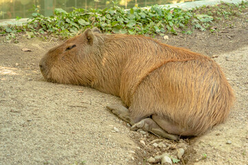Capybara resting on the ground. Hydrochoerus hydrochaeris species. semiaquatic Rabbit-like rodent living in South America specially in Brazil