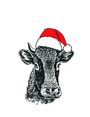 Portrait of cow in Santa Claus hat isolated on white , Christmas element , mammal animal