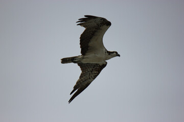 Osprey flying in sky in Florida over beach
