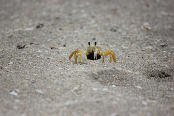 ghost crab on beach
