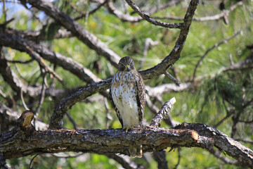 Red-Tailed Hawk in Pine Tree
