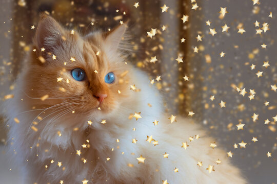 Fluffy blue-eyed cat amongst falling golden glitter