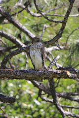 Red-Tailed Hawk in Pine Tree