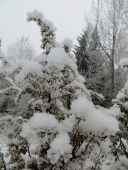 Christmas tree in the snow. The first snow. The first frosts. Snow tree. Selective focus.