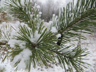 Pine branch in the snow close-up. The first snow on the trees. Selective focus. Unfocused. Snow jn branch.