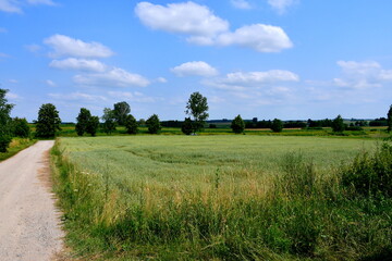 A view of a vast meadow, pastureland, or lawn with crops covering a large part of it located next to some forest or moor and with a dirt road or path leading through it seen on a cloudy summer day