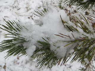 Pine in the snow. Pine branches are covered with snow. A pine tree in a snowy forest.
