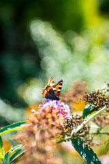 butterfly on the blue Buddleja davidii