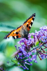 Obraz premium butterfly on the blue Buddleja davidii