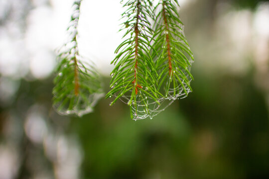 Сobwebs and dew