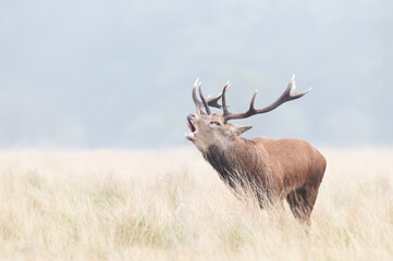 Portrait of a red deer stag calling during rutting season on misty autumn morning