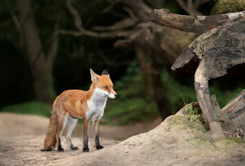 Close up of a Red fox standing by a fallen tree in forest