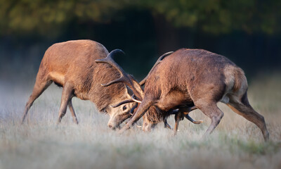 Red deer stags fighting during rutting season in autumn