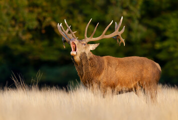 Red deer stag calling during rutting season in autumn