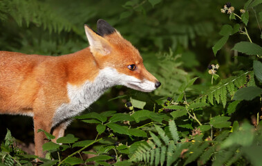 Close up of a Red fox cub in forest