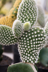 A cactus or succulent plant with flat rounded branches and spines growing in the pot.