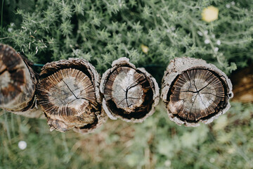 Abgeschnittene Baumstaemme von oben. Aeste abgesaegt und im Garten als Abtrennung verwendet.