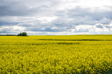 Obraz premium Yellow rapeseed fields with blooming flowers in the countryside during an intermittent cloudy spring day