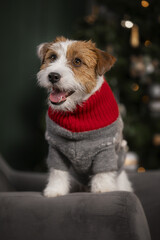 jack russell terrier in a new year sweater