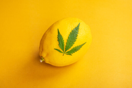 lemon and cannabis leaf on yellow background. marijuana sweet terpene