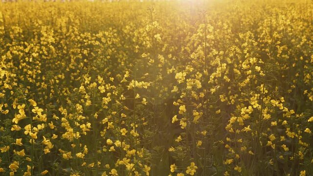 Growing of rapeseed in agricultural fields. Closeup of blooming yellow rapeseed flowers in a field at sunset