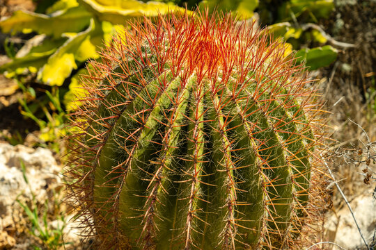 Beautiful round cactus with red needles at cactus park