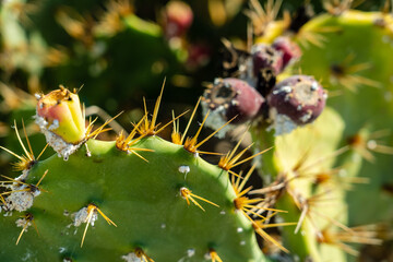 Close up of cactus with flowers at cactus park