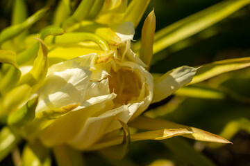 Close up of beautiful blooming cactus flower