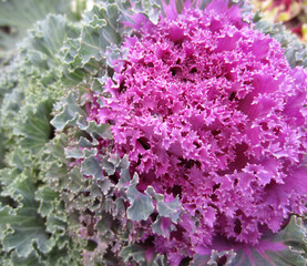 Luxurious ruffled pink-green-blue leaves of ornamental cabbage (Brassica oleracea) in autumn.