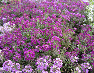 The carpet of the flower garden is made of alissum (lobularia) in several shades: white, purple, lilac.
