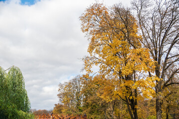 Fototapeta premium Autumn in the Roman Park with colored leaves, Romania
