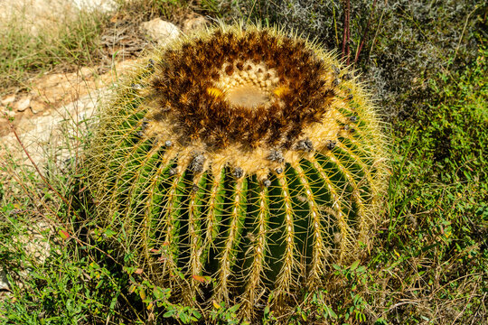 Beautiful round blooming cactus at cactus park