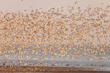 Fototapeta na wymiar A flock of Knots flying at the beach at RSPB Snettisham Norfolk
