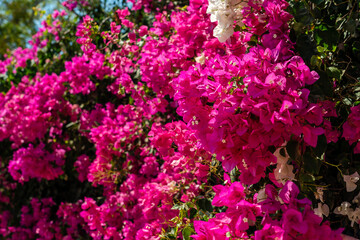 View on blooming pink flowers on bush