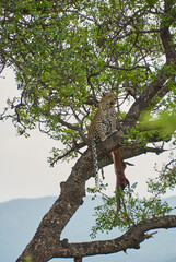 leopard, Panthera pardus, on a tree with its prey