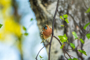 Common chaffinch, Fringilla coelebs, sits on a branch in spring on green background. Common chaffinch in wildlife.