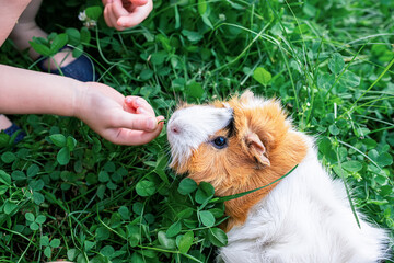 little girl plays with a guinea pig in the summer on a clover field. Healty food for animals,...