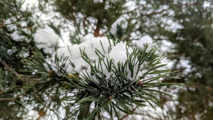 snow covered pine needles
