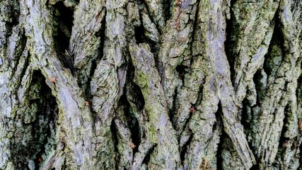 bark of a tree