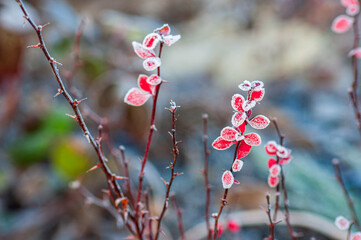 The stem of a barberry with red leaves covered with hoarfrost. Background with selective focus....