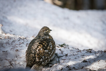 Ptarmigan bird in closeup in snow of Canada British Columbia