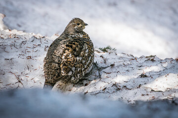 Ptarmigan bird in closeup in snow of Canada British Columbia