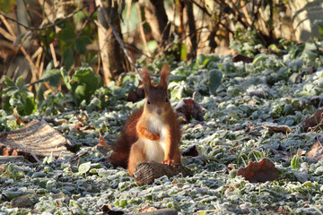 Eichh&ouml;rncchen in Witersonne