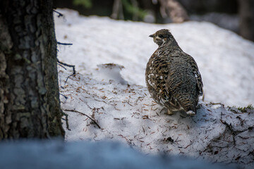 Ptarmigan bird in closeup in snow of Canada British Columbia