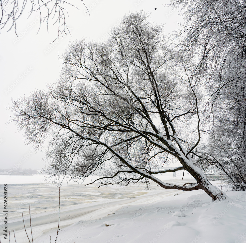 Wall mural winter, snow, tree, cold