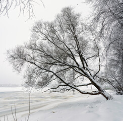 winter, snow, tree, cold