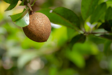 Brown sapodilla fruit hanging from the tree, the background of the green leaves is blurry