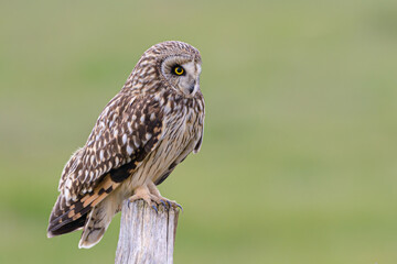 Short eared owl perched close up on farmland fence post looking down