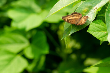 A brown butterfly perches among the green leaves of the winged bean plant, nature theme