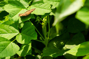 A brown butterfly perches among the green leaves of the winged bean plant, nature theme
